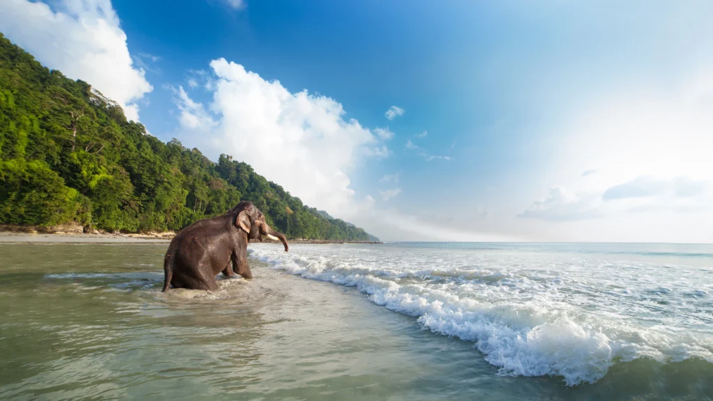 Best Andaman tour packages 4N 5D from Bangalore