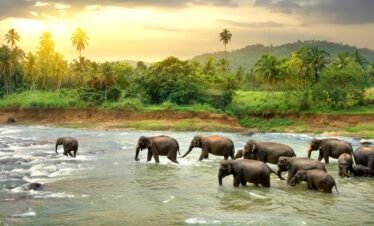 Group of Elephants enjoying Nature , Thekkady Tour Packages from Bangalore