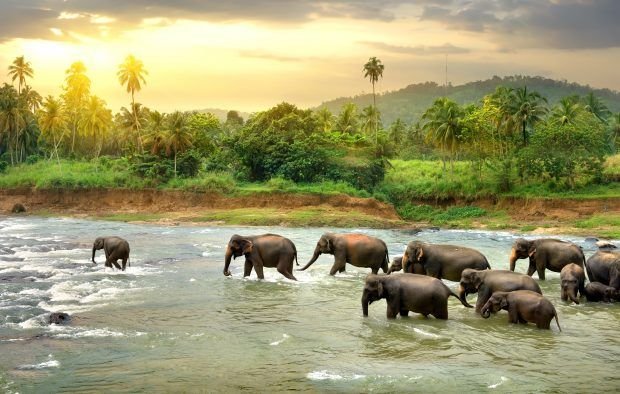 Group of Elephants enjoying Nature , Thekkady Tour Packages from Bangalore
