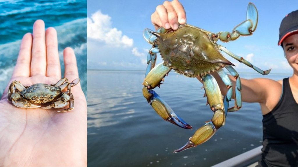 crab hunting tour with seven sands tourism